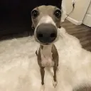 Whippet Society