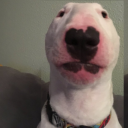 United Nation of Dogs Server Icon