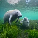 Ollie's Manatee Sanctuary