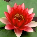 Compassionate Communication - NVC