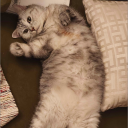 Discovery icon for Shark_Park Discord server