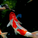 Koi Pond
