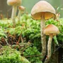 Mushroom Forest