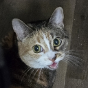 Shadows Gaming Community