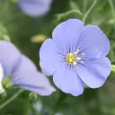 Club Polyglot🌼's icon