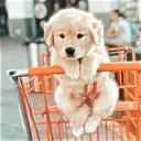 (⁀ω⁀) ⨯ dogs