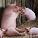 The Palace of Pig