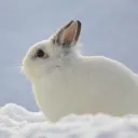❄ Frosted Rabbithole