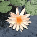lotusland. (21+) Discord Server