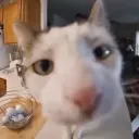 ☽ MoonCity ☾'s icon