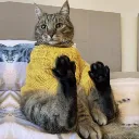 CAT ZONE V2