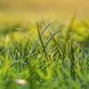 The Grassly Club