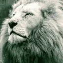 TCGC Ark Discord