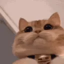 meows in a server