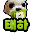 태양언니 서버입니다