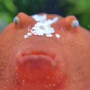 Oh My Puff
