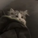 closet of cats