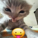 ✩ cunt empire /ᐠ - ˕ -マ Ⳋ