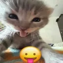 cunt empire /ᐠ - ˕ -マ Ⳋ Discord Server Icon