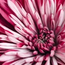 Chrysanthemum Brothel