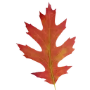 The Oak Tree