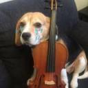 Kemanist Köpekler icon
