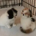 meow
