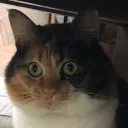 ぬぼやんが適当に管理してるサーバー