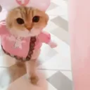 πΎ πππ‘ ππππ κ°| β η« ΰ³