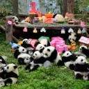 Cdot’s Panda enclosure 🐼