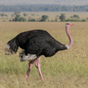 Ostrichism