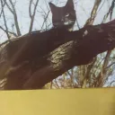 Mouse Kingdom