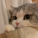 mochi cat!