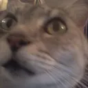 𝔞𝔠𝔱𝔦𝔳𝔦𝔱𝔶's icon