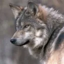 Mintys Services's icon