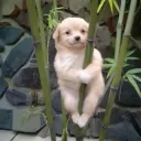 CLOSED .* @ perfume Discord Server Icon