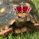 Império tartaruguense's icon