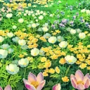 okay, bloomer ❀ 𓂂 ˚