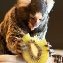 New Zealand Apes