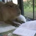 Capybara Club