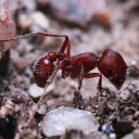 🔸 The Ant Colony | r/Ants