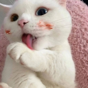 Why you should have a cat?