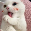 Why you should have a cat?