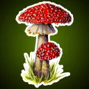 Wild Mushroom Gaming