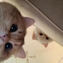 Gamer Kittens Discord Server Icon