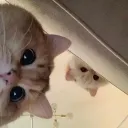 Gamer Kittens Discord Server Icon