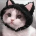・✦ suicidal kitty's ✧・