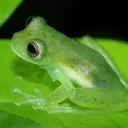 Silly Little Frogs