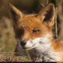 the foxes den