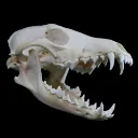 Bone Collecting/Skeletons Community
